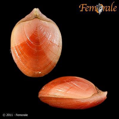 Представитель Семейства Bouchardiidae